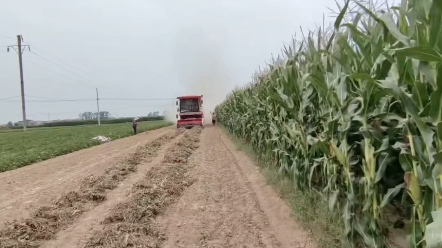 近期，河南各地遭遇連續(xù)陰雨天氣，要先收獲成熟度較高的作物，要
